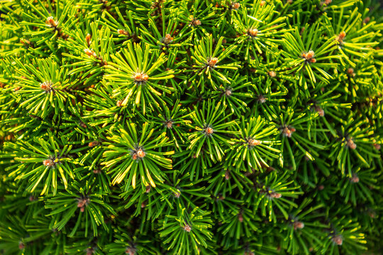 Close up of conifer needles and branch tips