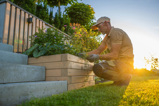 Gardener tending a raised flower bed at sunset