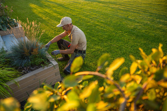 Man tending ornamental grass in a raised garden bed