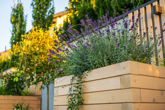Flowering lavender in a wooden raised planter