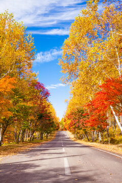 road in autumn forest