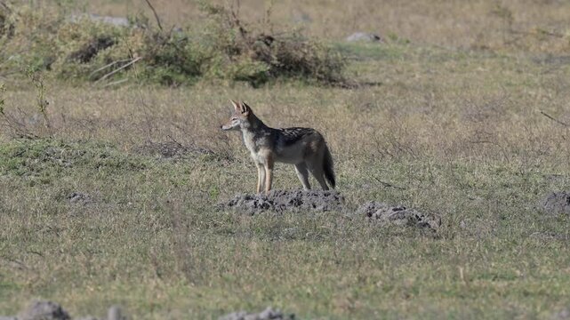 Black backed jackal on savannah plains at mi distance in Africa