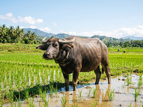 Water buffalo pulls wooden yoke through flooded rice paddy under