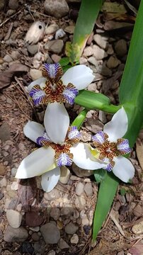 easter eggs and flowers