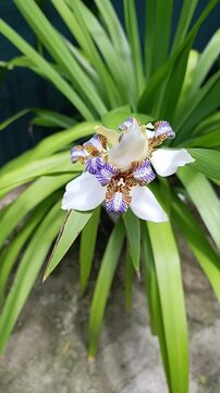 A single white walking iris bloom surrounded by lush green foliage with white flower green leaves neomarica delicate beautiful wildflower botanical natural beauty tropical ornamental