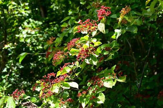 Linden arrowwood (Viburnum dilatatum). Viburnaceae deciduous shrub. It produces white flowers in early summer, and its red fruits (drupes) ripen in autumn and are used for food and medicinal liquor.