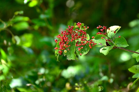 Linden arrowwood (Viburnum dilatatum). Viburnaceae deciduous shrub. It produces white flowers in early summer, and its red fruits (drupes) ripen in autumn and are used for food and medicinal liquor.