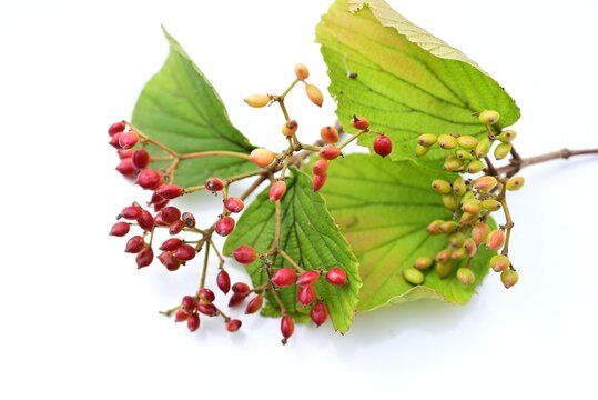 Linden arrowwood (Viburnum dilatatum). Viburnaceae deciduous shrub. It produces white flowers in early summer, and its red fruits (drupes) ripen in autumn and are used for food and medicinal liquor.