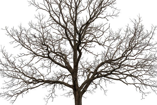 Bare leafless tree with intricate brown branches isolated on black background