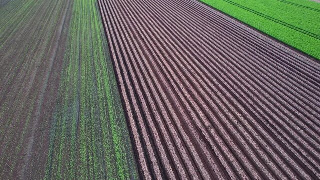 Crops fields at agricultural region wetland during harvest season at Holland Marsh in Bradford West Gwillimbury Ontario Canada. Valley of the Holland River South of Cook's Bay on Lake Simcoe.