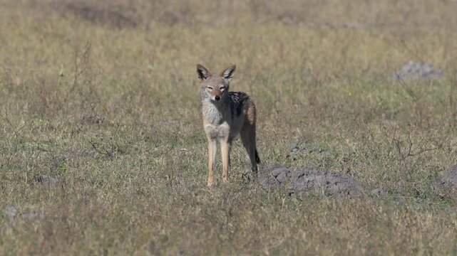 Black backed jackal on savannah plains at mi distance in Africa