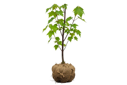Young green maple sapling with burlap root ball isolated on black