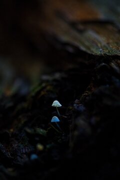 tiny mushrooms on a tree stump
