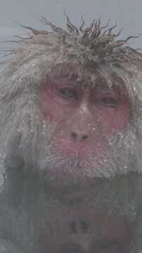 Extreme Close Up of Wet Snow Monkey Face in Hot Spring Vertical Video
