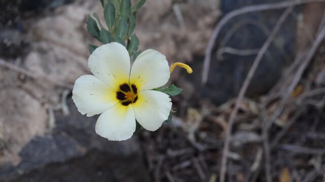 Beautiful Turnera subulata flower blooming with white petals