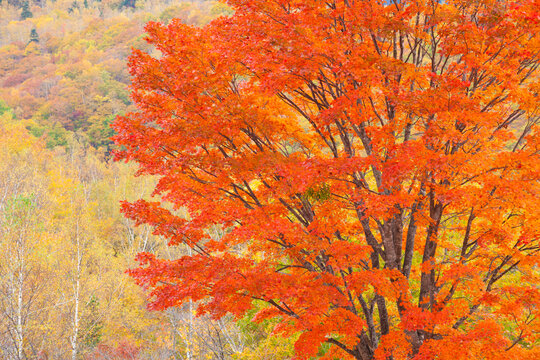 red maple tree