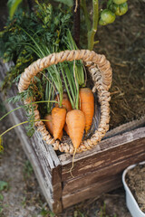 Freshly harvested organic carrots with green leafy tops in a rustic woven basket, symbolizing home gardening, seasonal harvest, healthy food and natural agriculture. © Анастасія Стягайло