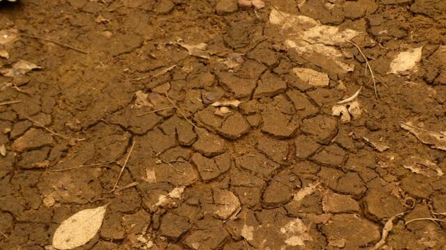 Dry and deeply cracked soil during the dry season, showing a parched ground surface caused by prolonged lack of moisture. The natural texture highlights drought conditions and dry environmental landsc