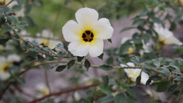 Beautiful Turnera subulata flower blooming with white petals
