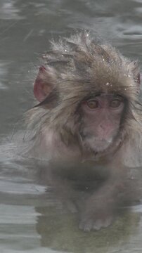 Young Snow Monkey Soaking in Hot Spring Close Up Japan Vertical Video