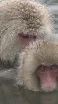 Mother and Baby Snow Monkey Close Up in Hot Spring Vertical Video