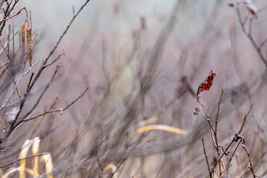 La Tuque, Quebec, 14 May 2026 : Rain falls on bare branches and a single red leaf in a natural outdoor setting