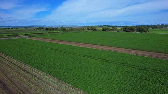 Aerial view of agricultural farms and crops fields. Agricultural landscapes from above. Soil with planted vegetables. Planting rows of crops for harvesting. Designated Specialty Crop Area.