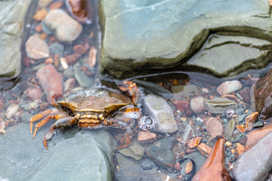 Quebec, Canada, 31 July 2026 : A crab is partially submerged in shallow water among rocks and pebbles.