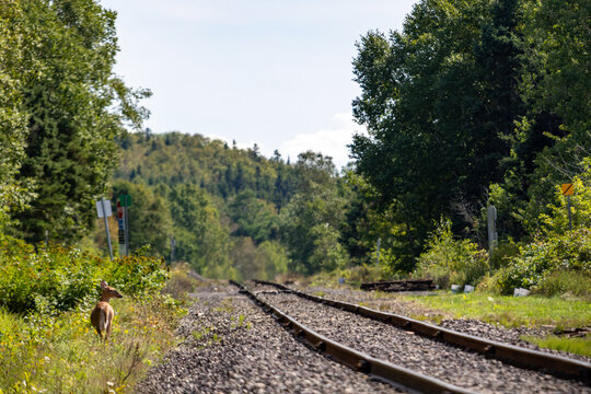 Gaspesie, Quebec, 02 September 2026 : A deer stands alongside railway tracks running through a forested rural landscape