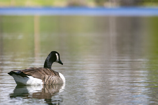 La Tuque, Quebec, 16 May 2026 : A Canada goose glides across the calm water of a pond.