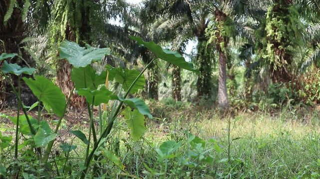 Lush green taro plant with broad leaves growing in the grassy undergrowth of an oil palm plantation on a sunny day.