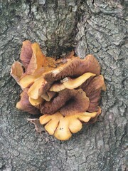 Yellow wood fungus growing on tree trunk macro © Алёна Сильченко