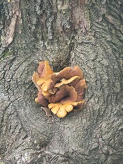 Wild yellow tree mushrooms growing on bark © Алёна Сильченко