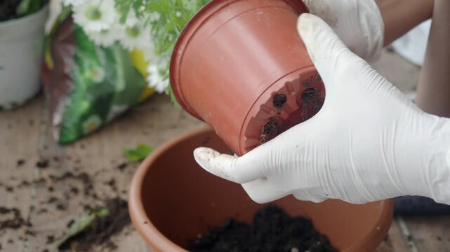 Close up of person wearing gloves removes plant from plastic pot and places it into larger pot, demonstrating gardening and repotting process