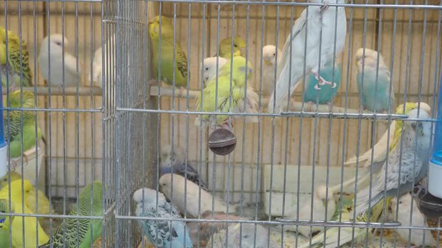 A cage full of budgerigars with various colors chirping and moving around, showcasing dynamic wildlife footage