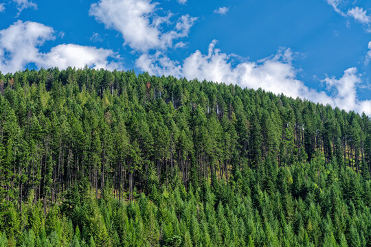 A dense pine forest grows on a mountaintop in western Montana, USA