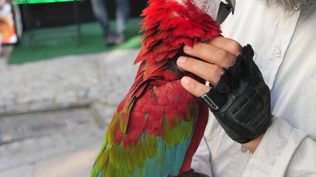 Red macaw parrot being gently petted by owner outdoors in sunlight showing vibrant feathers and calm behavior