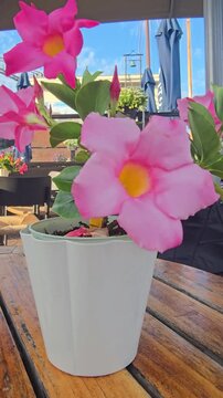 Pink Mandevilla Flower in White Pot Blooming Outdoors on Wooden Table