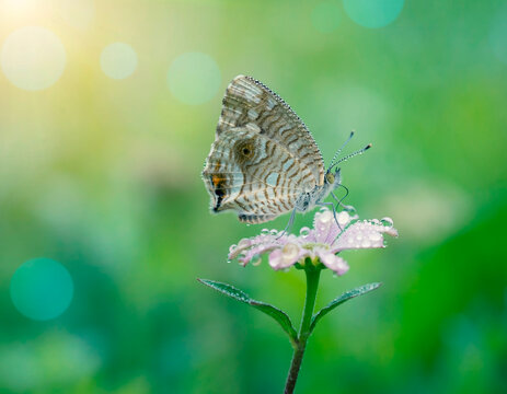 Mariposa