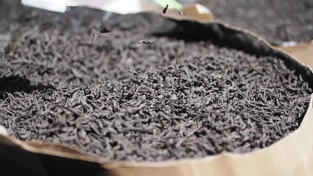 Slow motion close up of black loose leaf tea falling into large storage bag at tea factory