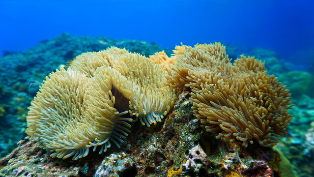 Sea Anemones on Tropical Coral Reef