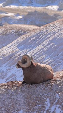 Wild Bighorn Sheep in the rugged landscape of Badlands National Park, South Dakota in the winter. Verticl video.