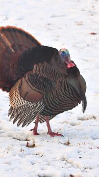 Wild Turkey in the the snow in Minnesota. Vertical video.