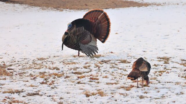 Wild Turkey in the the snow in Minnesota