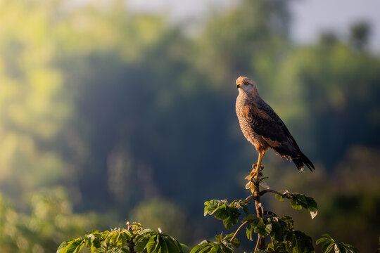 Gavi&atilde;o-caboclo/Heterospizias meridionalis/Savanna Hawk
