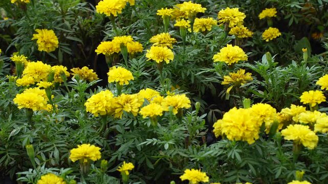 A field of bright orange French marigold flowers blooming abundantly across dense green foliage in a garden bed.