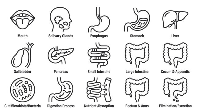 Human digestive system anatomical organ line icons.