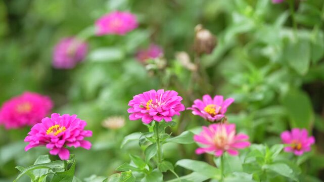 A vibrant pink zinnia flower blooming on a green plant in a garden, surrounded by foliage with softly blurred flowers and vegetation in the background