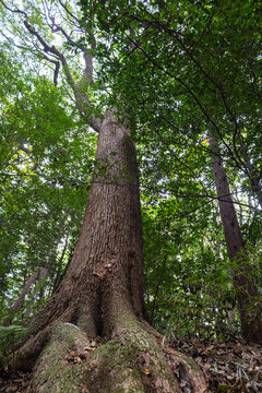 Huge tall trees growing high into sky with thick, branched roots in forest park guiding visitors toward Meiji Shrine entrance in Tokyo popular cultural landmark, Japan 