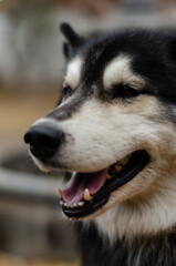 Siberian Husky with heterochromia in side profile outdoors © Martn